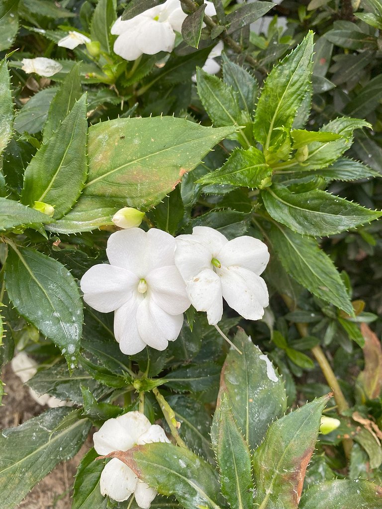 Refúgio Aconchegante em Araxá