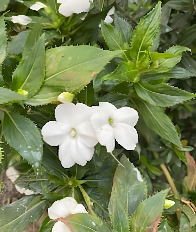 Refúgio Aconchegante em Araxá