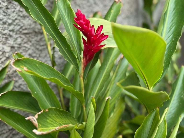 Casa encantos de Araxá