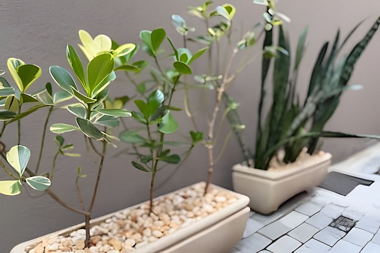 Apartamento Canto dos Pássaros no Centro de Araxá